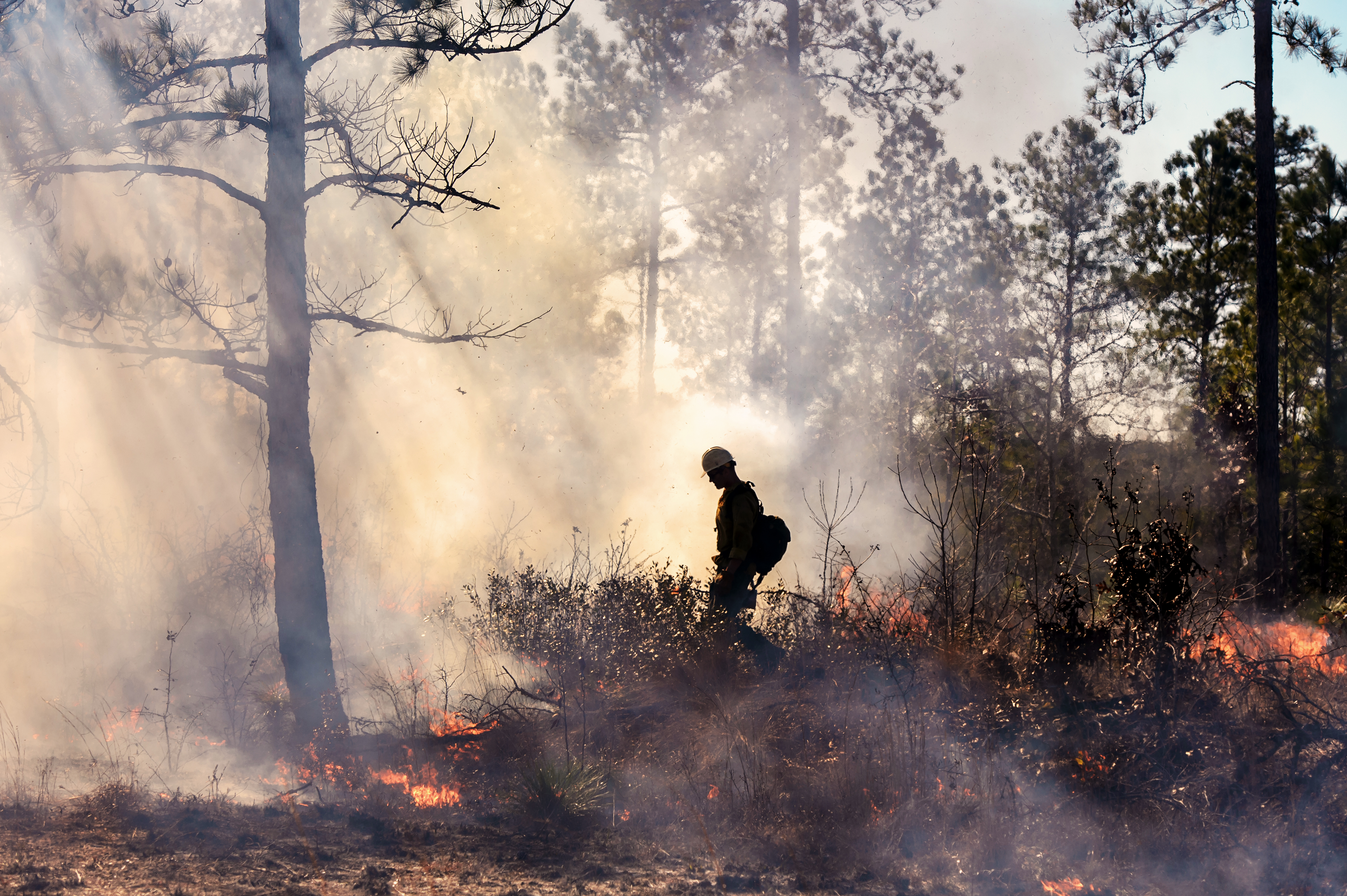 Protecting our lands and maintaining healthy forest ecosystems.